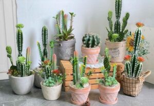 4 loại cây ‘âm thịnh dương suy’: Đừng dại rước vào nhà kẻo quanh năm nghèo túng, vận xui đeo bám