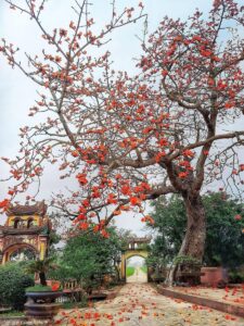 5 cây ác chớ nên trồng trước nhà, người xưa nhắc nhở mà nhiều người không biết