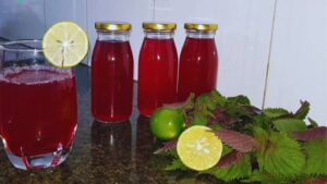 Uống nước lá tía tô cực hại với 6 người này, cẩn thận sinh thêm bệnh