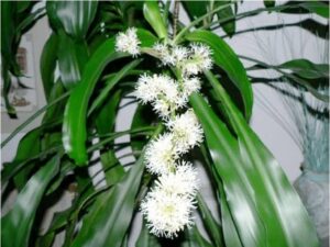 Trước cửa nhà có 5 bông hoa: Chúc mừng bạn ăn ở hiền lành được Thần Tài cho lộc, nhất là loại thứ 3