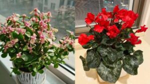 3 loại hoa ‘đẻ ra vàng’, dù nghèo đến mấy cũng nên trồng 1 chậu, cuộc sống thuận lợi, nở hoa là điềm lành