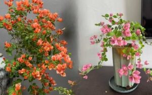 5 loại cây “hút cạn” may mắn, không nên trồng trong nhà