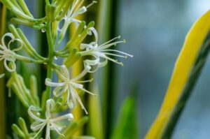 Trước cửa nhà có 5 bông hoa: Chúc mừng bạn ăn ở hiền lành được Thần Tài cho lộc, nhất là loại thứ 3