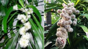 Trước cửa nhà có 8 bông hoa: Chúc mừng bạn ăn ở hiền lành được Thần Tài cho lộc, nhất là loại thứ 3