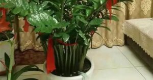 Cây kim tiền kỵ nhất người thuộc 2 mệnh này: Đừng trồng trong nhà kẻo tiêu tài tán lộc
