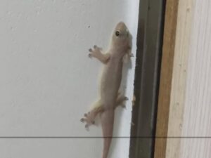 5 loài vật ghé nhà không chịu đi: Điềm báo phong thủy “tiền vào như nước”