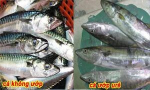 Cá bị ướp urê, hàn the thường có 6 đặc điểm này: Bán rẻ tới mấy cũng chớ mua về ăn