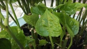 Lời khuyên dành cho những gia đình đang trồng cây lá lốt