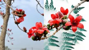 5 cây ‘ngũ quỷ’ trồng trước nhà gây tai họa: Cây càng tươi tốt người càng suy kiệt, nhiều nhà vẫn đang trồng
