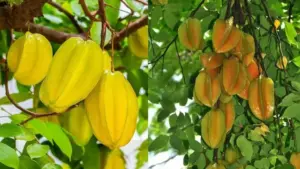 Vì sao nên trồng cây khế trước nhà? Ý nghĩa đặc biệt, nhiều người chưa biết