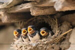 5 loài vật ghé nhà không chịu đi: Điềm báo phong thủy “tiền vào như nước”